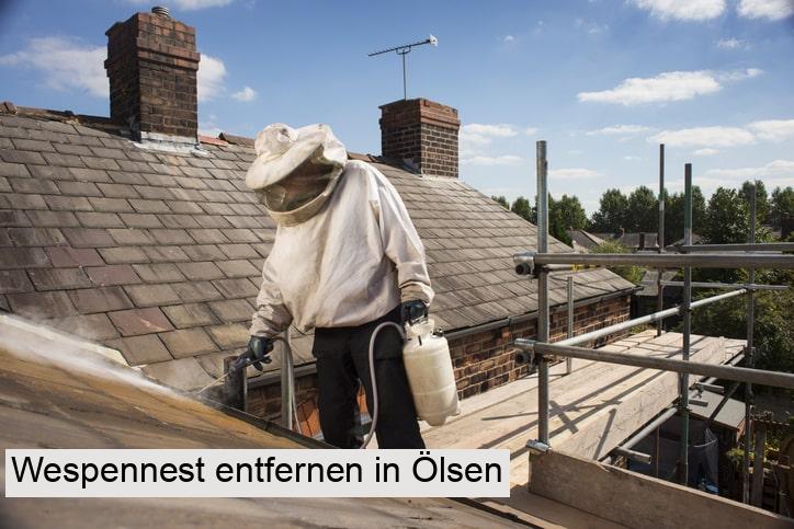 Wespennest entfernen in Ölsen